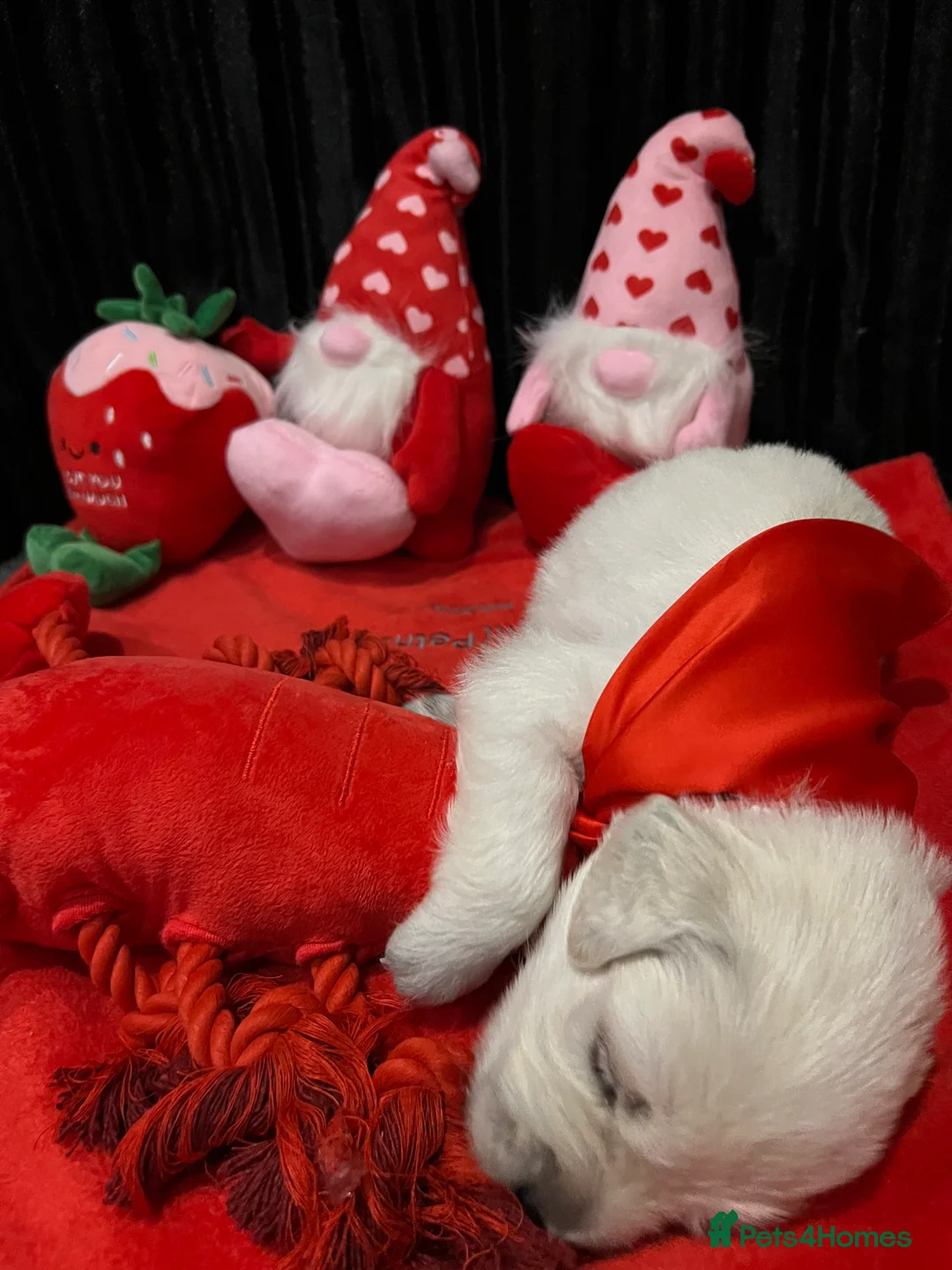 Golden Retriever dogs for sale: Exceptional Show Champion Litter   - Advert 14