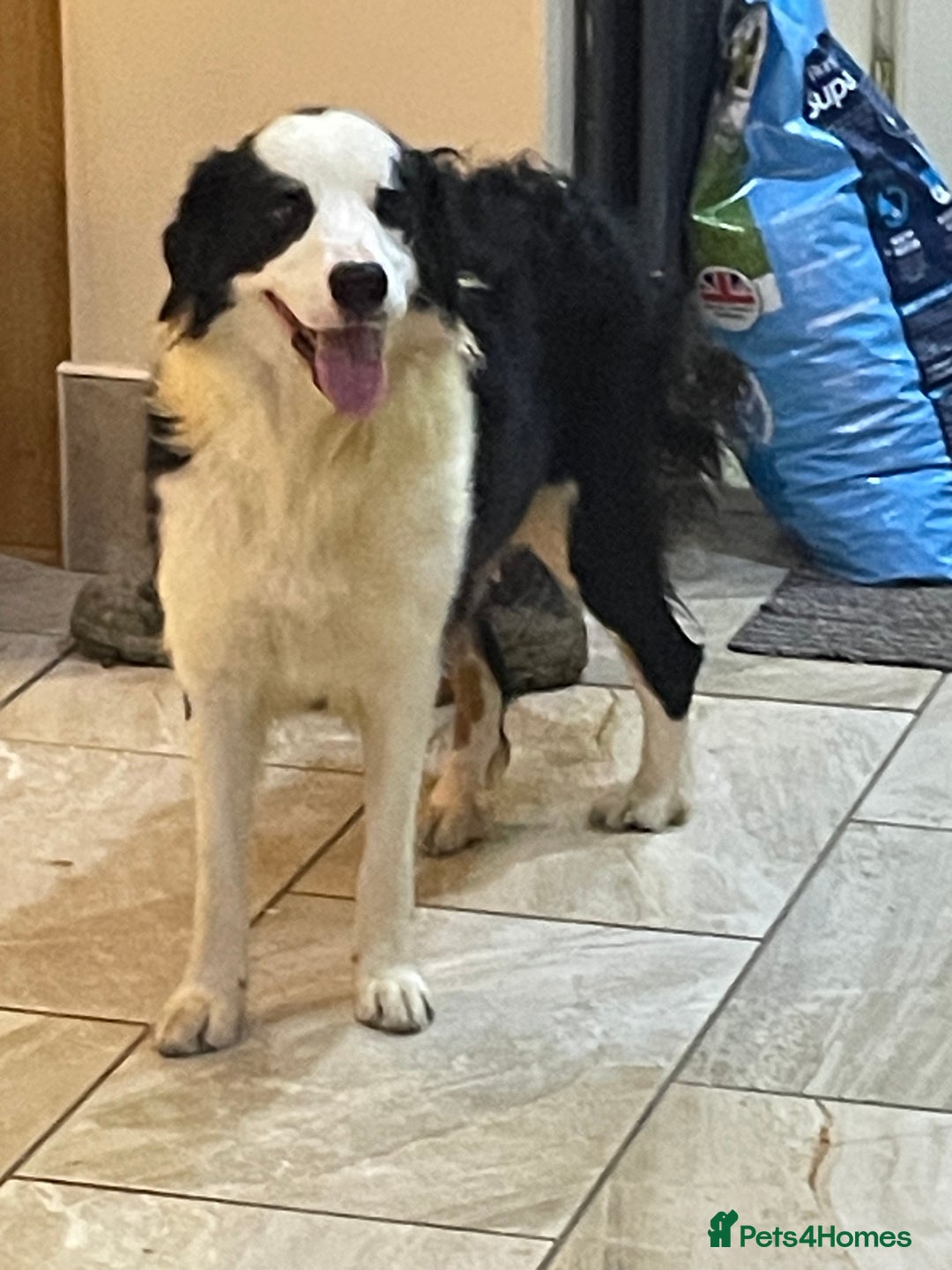 Bernese Mountain Dog dogs for sale: Boys and girls  - Advert 15