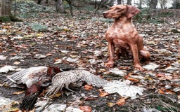 Hungarian Vizsla dogs for sale: Gamekeeper bred KC registered Crufts progeny - Image 16