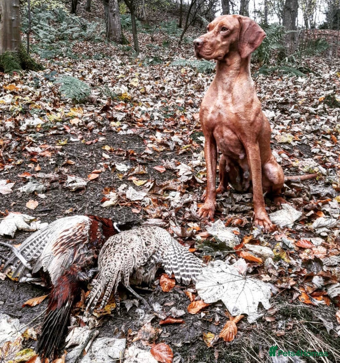 Hungarian Vizsla dogs for sale: Gamekeeper bred KC registered Crufts progeny - Image 16