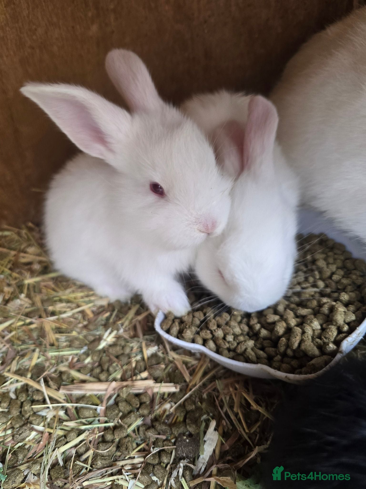 Continental Giant rabbits Continental Giant Rabbit Kits Bookings Now Open 🐰 - Advert 1