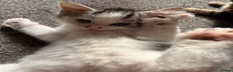 Maine Coon cats for sale: 3/4 Maine Coon Kittens in Gaerwen - Advert 7