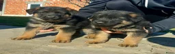 German Shepherd dogs for sale: Five lovely German shepherd puppies ready now  in Bath - Advert 5
