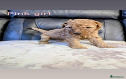 Labradoodle dogs for sale: HEALTH TESTED F1b Miniature labradoodle for SALE - Image 5