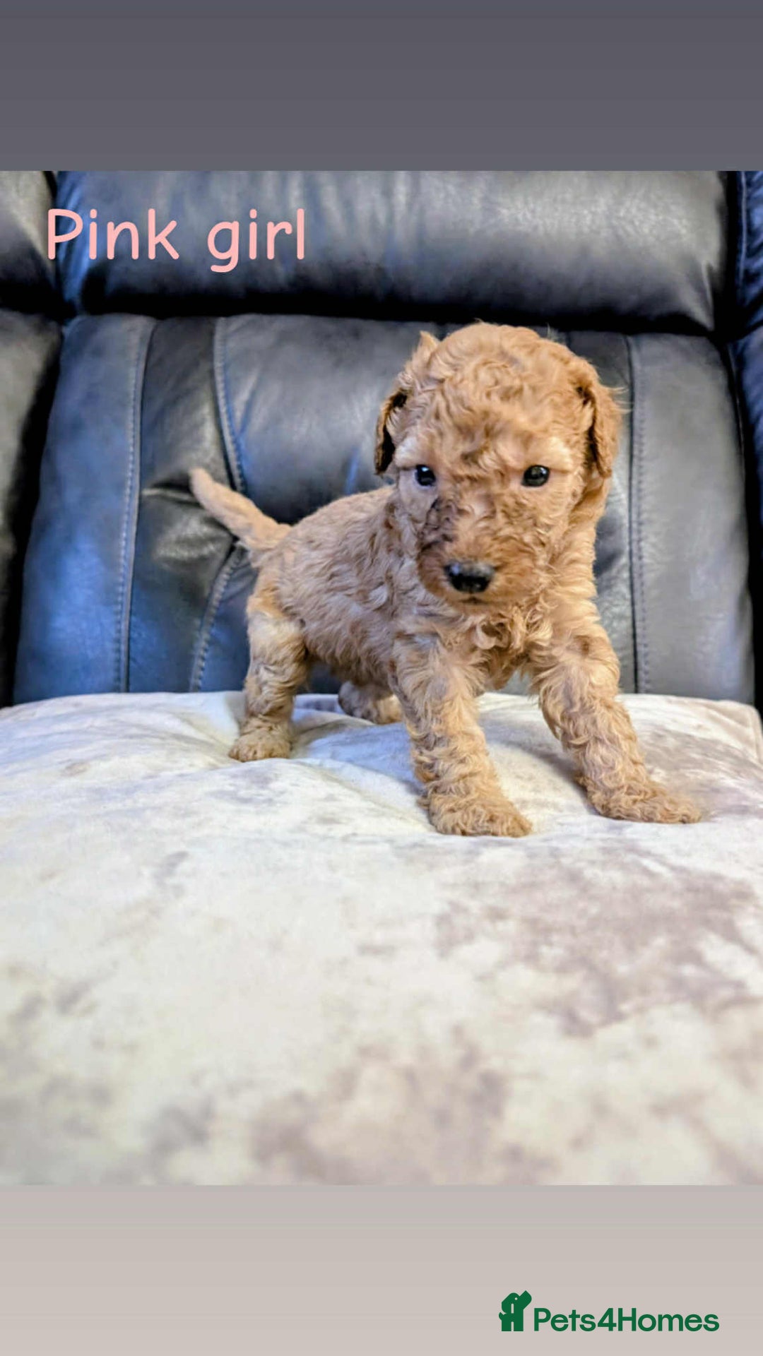 Labradoodle dogs for sale: HEALTH TESTED F1b Miniature labradoodle for SALE - Image 5