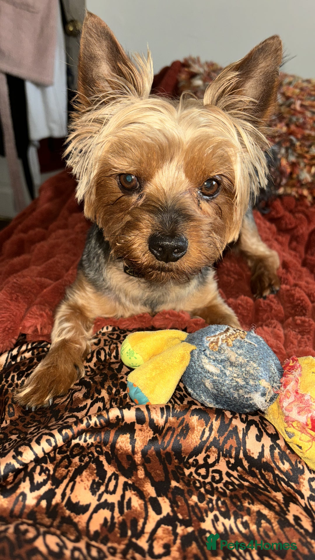 Yorkshire Terrier dogs for stud: Magnificent Yorkie Stud  - Advert 5