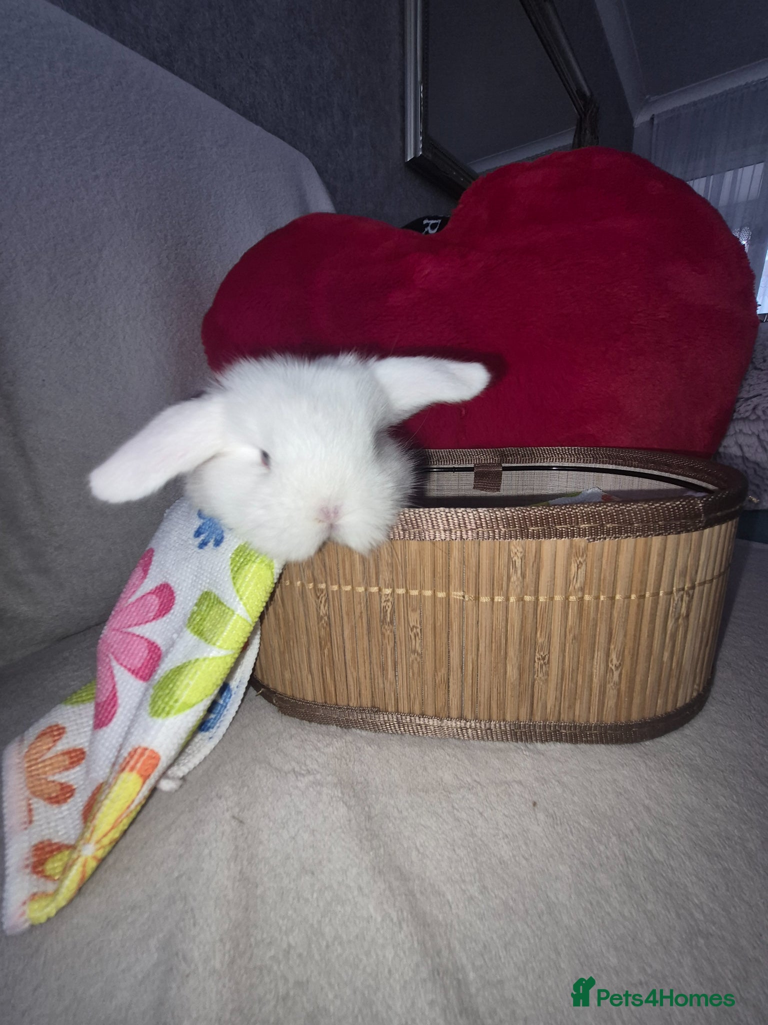 Mini Lop rabbits blue-eyed girls mini lop - Advert 1