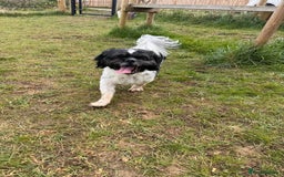 Shih Tzu dogs for stud: Sid the shih tzu stud  - Image 1