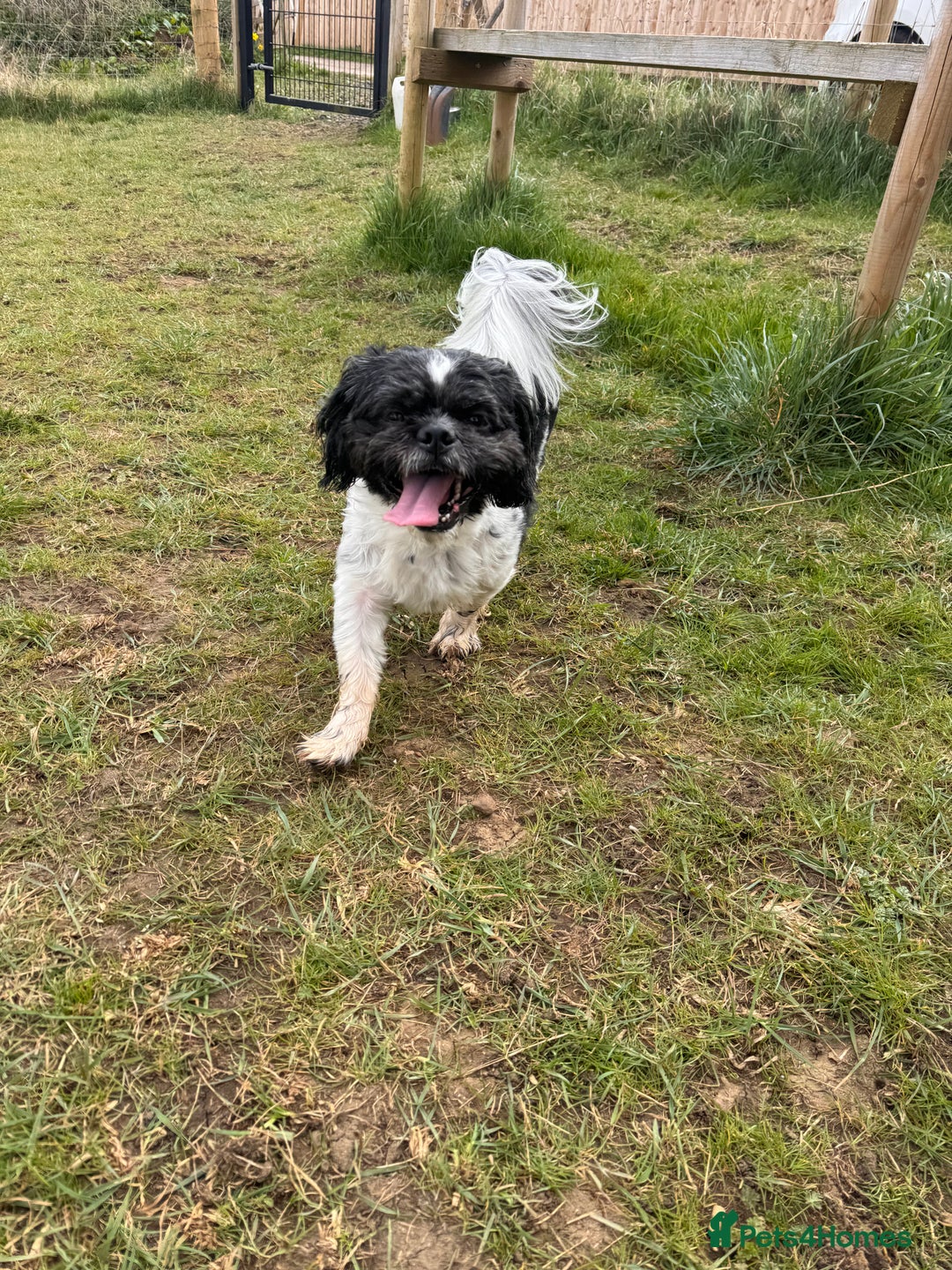 Shih Tzu dogs for stud: Sid the shih tzu stud  - Image 1
