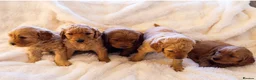 Double Doodle dogs for sale: Doubledoodle - Advert 1