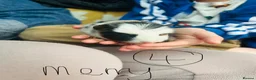 Guinea Pig rodents for sale: We have two litters of guinea pigs - Advert 4
