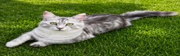 Maine Coon cats for sale: TICA Health Tested Black Silver Maine Coon - Advert 3