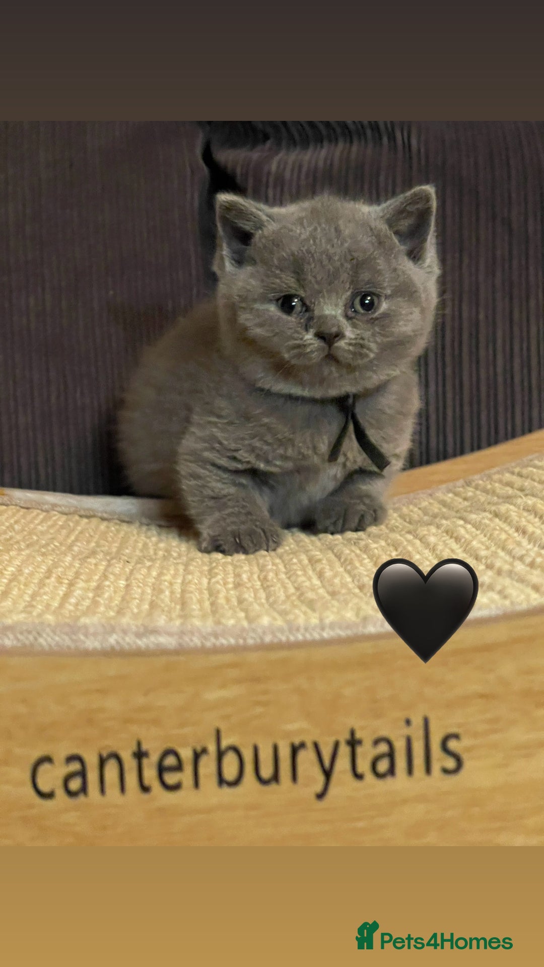 British Shorthair cats for sale: 1 Remaining Superior BSH Kittens GCCF Reg  - Advert 5