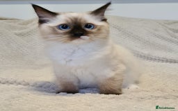 Ragdoll cats for sale: 5 Purebred Ragdolls – Loving Homes Needed - Image 18