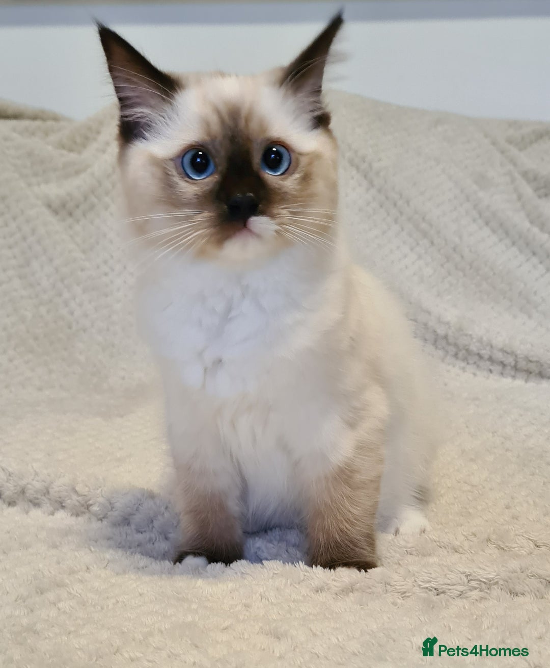 Ragdoll cats for sale: 5 Purebred Ragdolls – Loving Homes Needed - Image 18