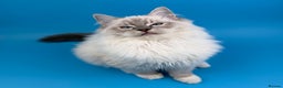 Ragdoll cats for sale: 💙 STUNNING GCCF GRCH SIRED RAGDOLL KITTENS 💙 - Advert 12