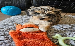 Maltipoo dogs for sale: Beautiful F1 Merle Maltipoo boy - Image 2
