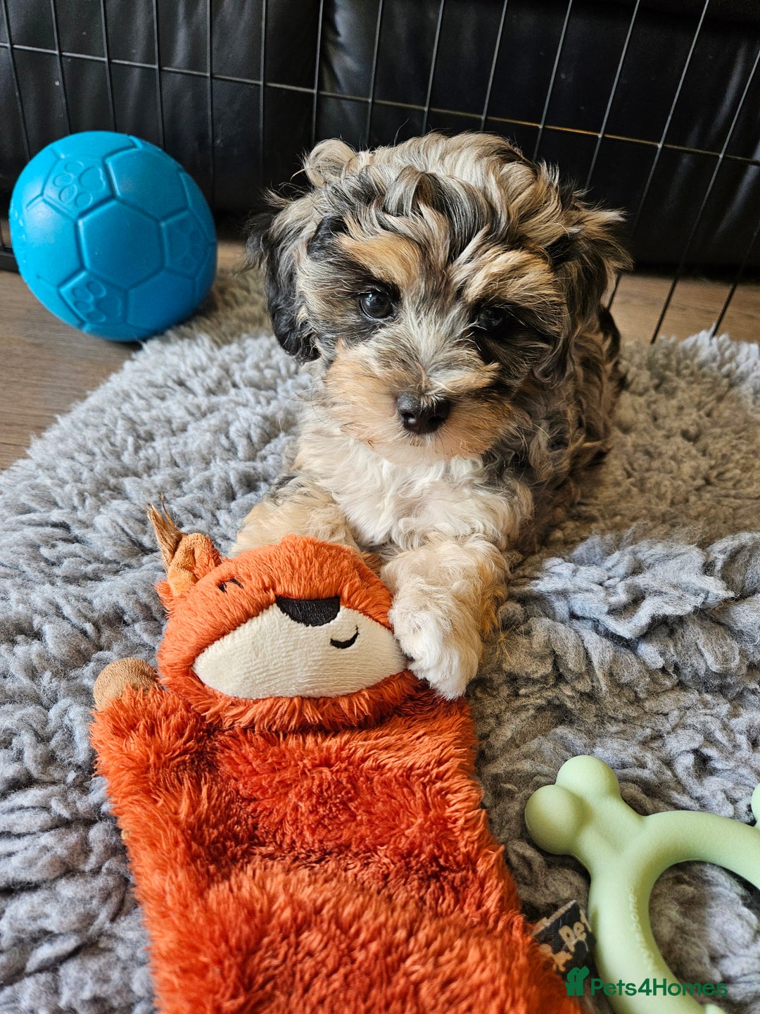 Maltipoo dogs for sale: Beautiful F1 Merle Maltipoo boy - Image 2