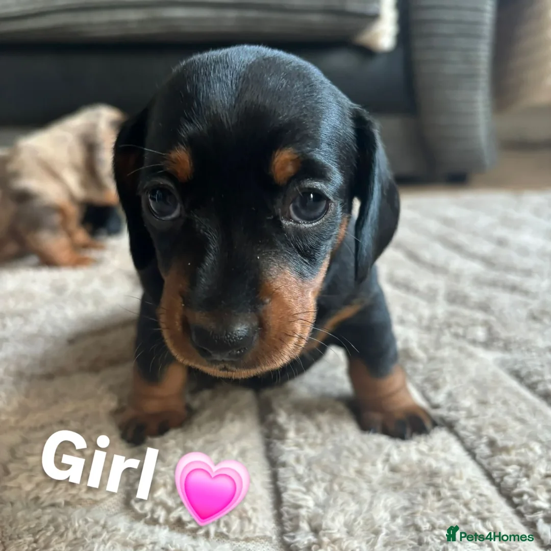 Miniature Dachshund dogs for sale: Miniature Dachshunds  - Advert 23