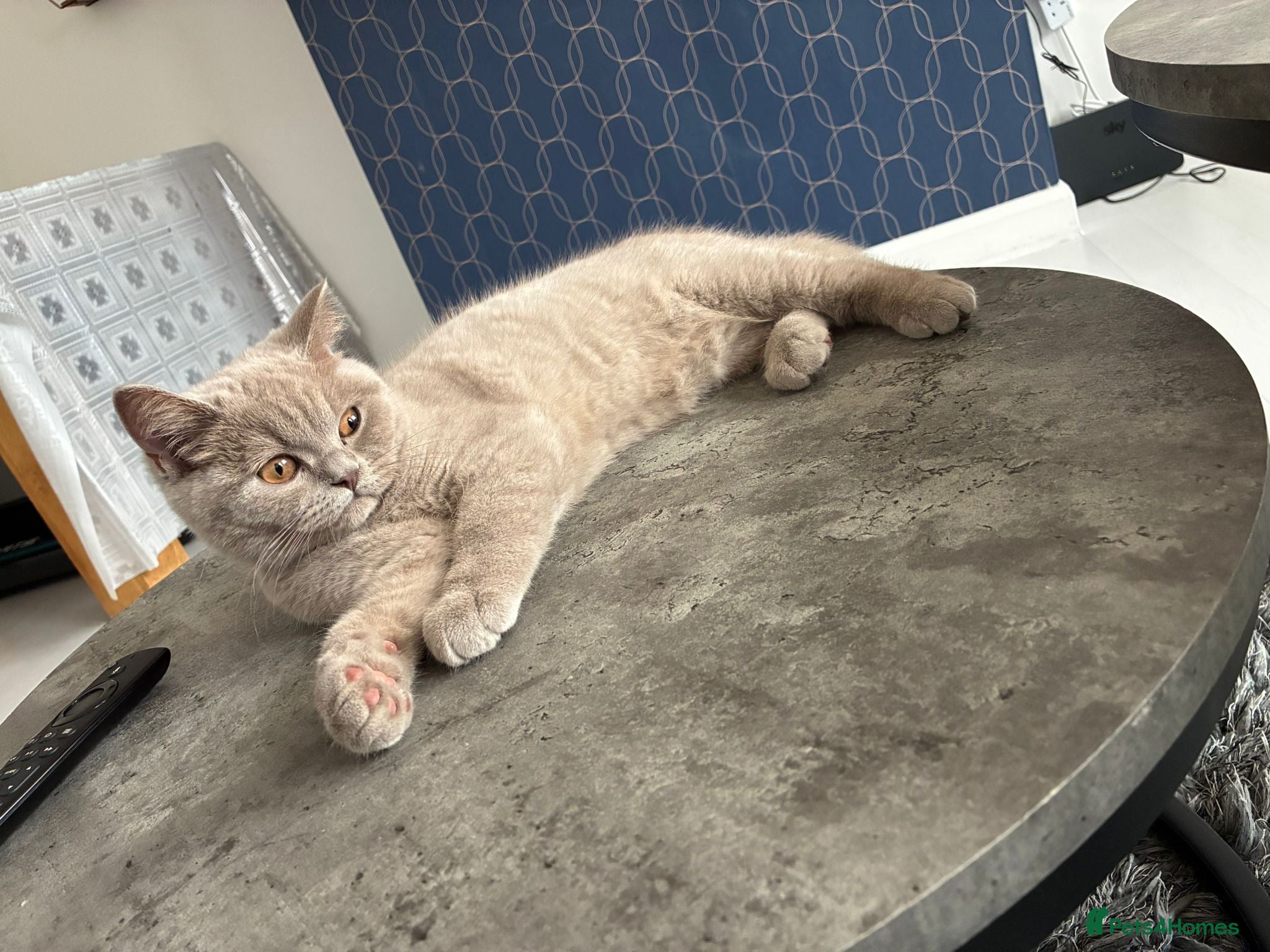 British Shorthair cats 8 Month Lilac BSH Male Nuetered - Advert 7
