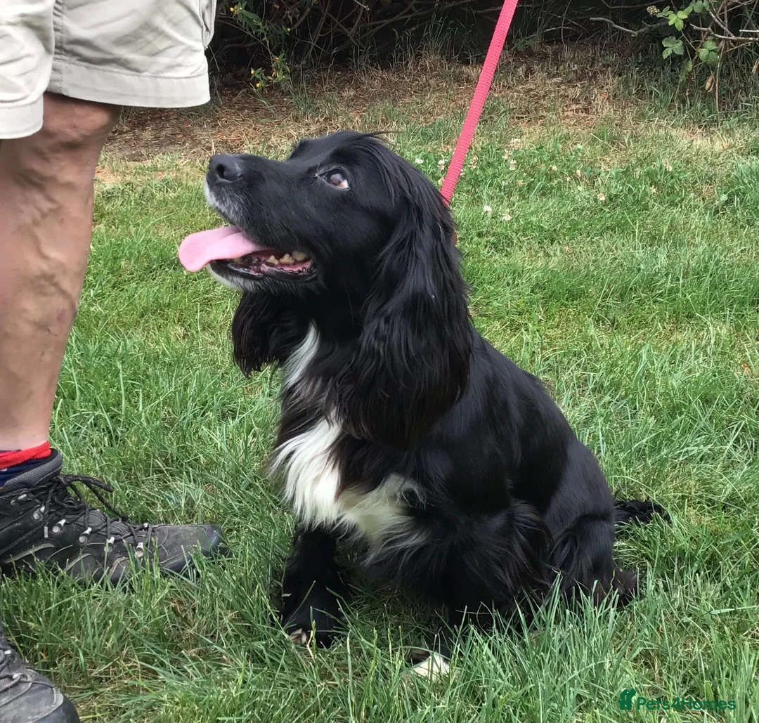 Cocker Spaniel dogs for sale: Gorgeous little working cocker spaniel girl - Advert 12