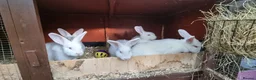 Mixed Breed rabbits for sale: Satins (pure breed) - Advert 5