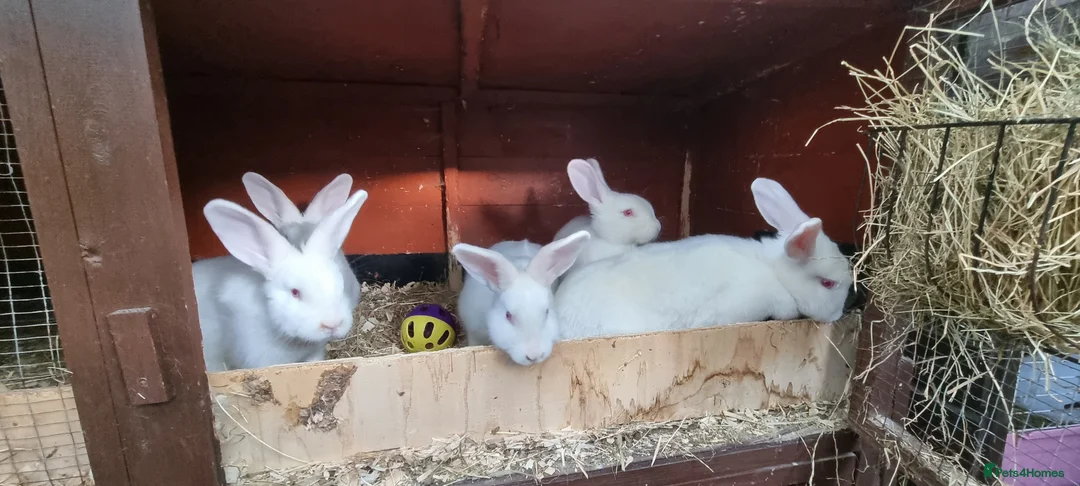Mixed Breed rabbits for sale: Satins (pure breed) - Advert 5