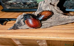 Cockroaches invertebrates for sale: Hissers - Image 1