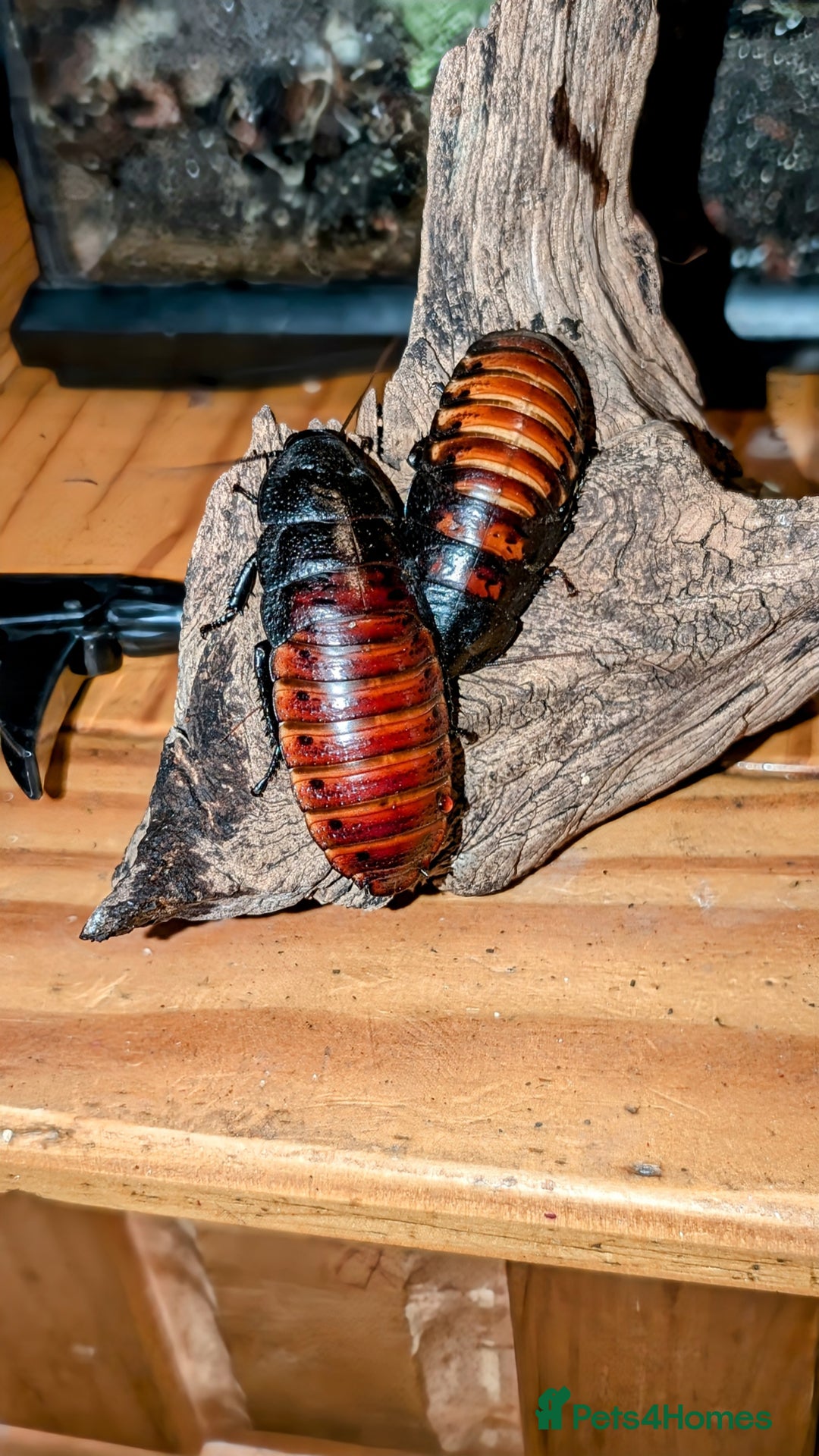 Cockroaches invertebrates for sale: Hissers - Image 1