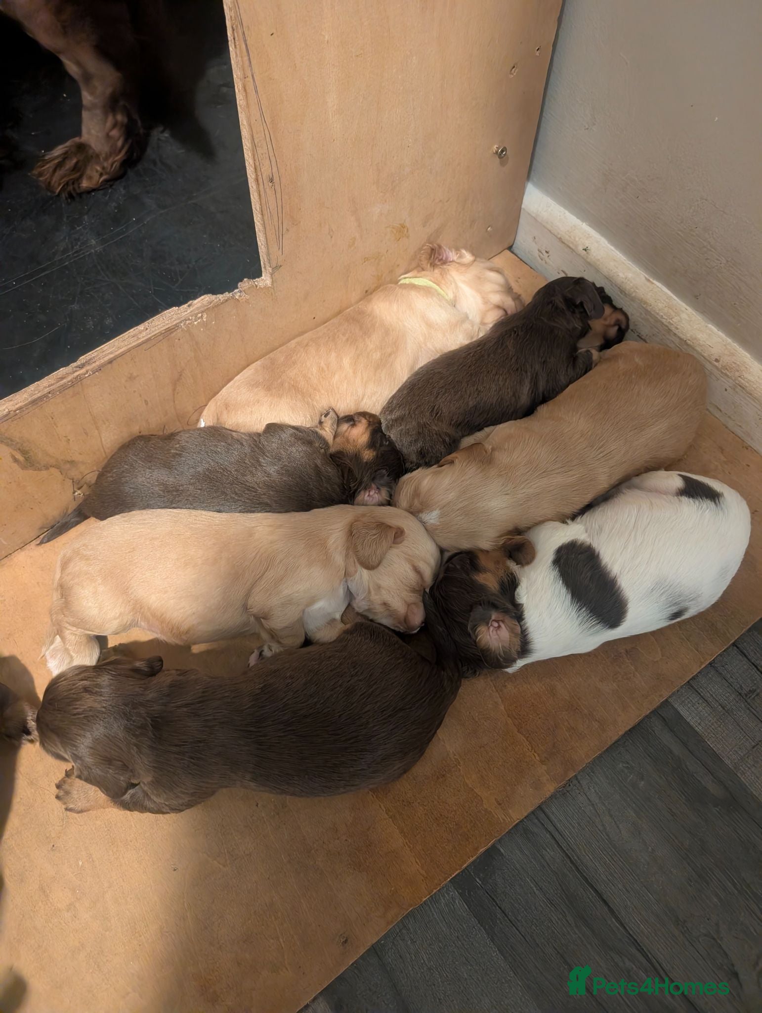 Cocker Spaniel dogs Stunning litter working cocker spaniels lemon   - Advert 16