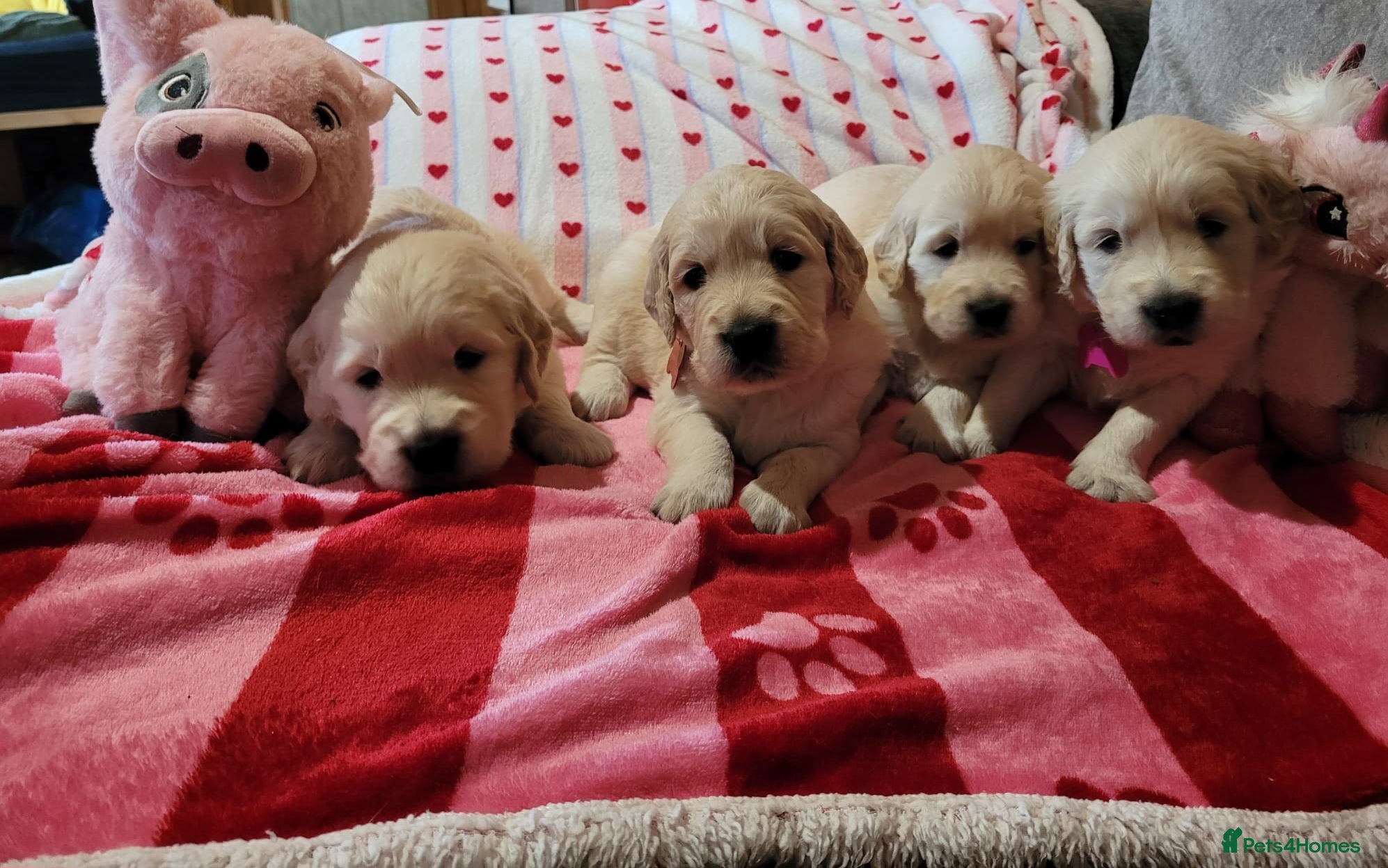 Golden Retriever dogs Golden retriever puppies  - Advert 5
