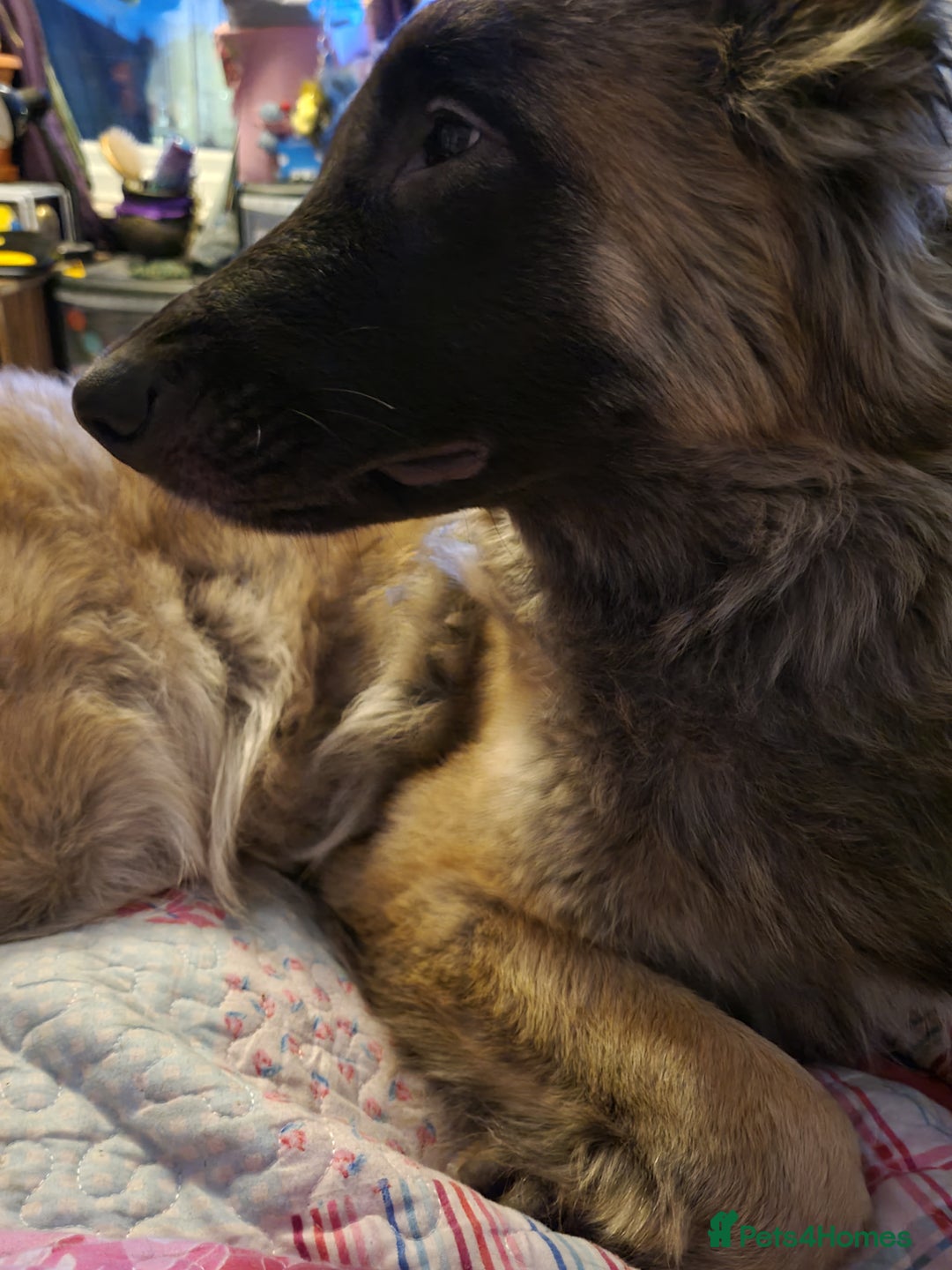 Belgian Shepherd Dog dogs for sale: Belgian Tervuren (Alsatian) 15 months old. - Advert 2