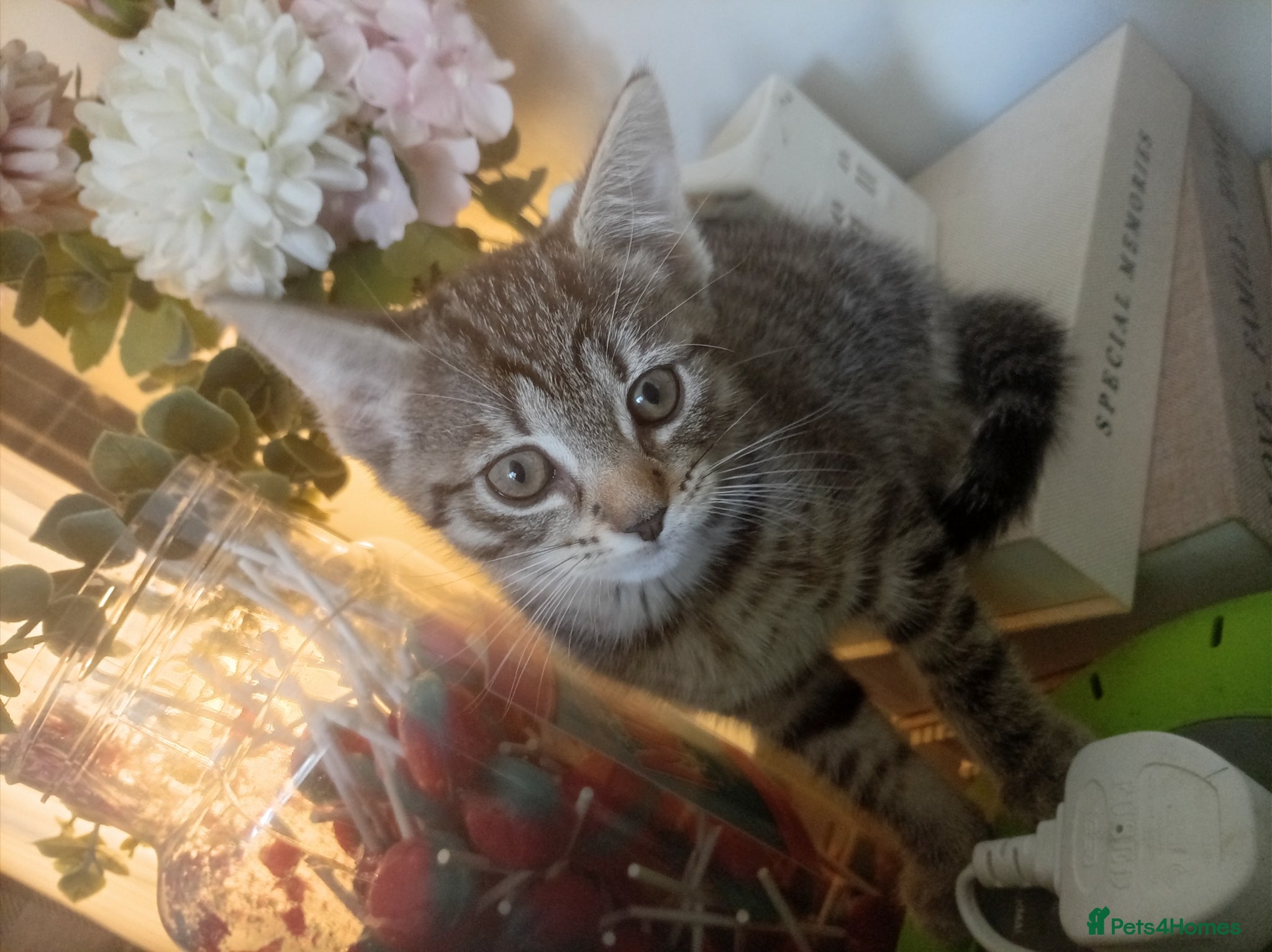 Mixed Breed cats Lovely Tabby kitten  - Advert 1