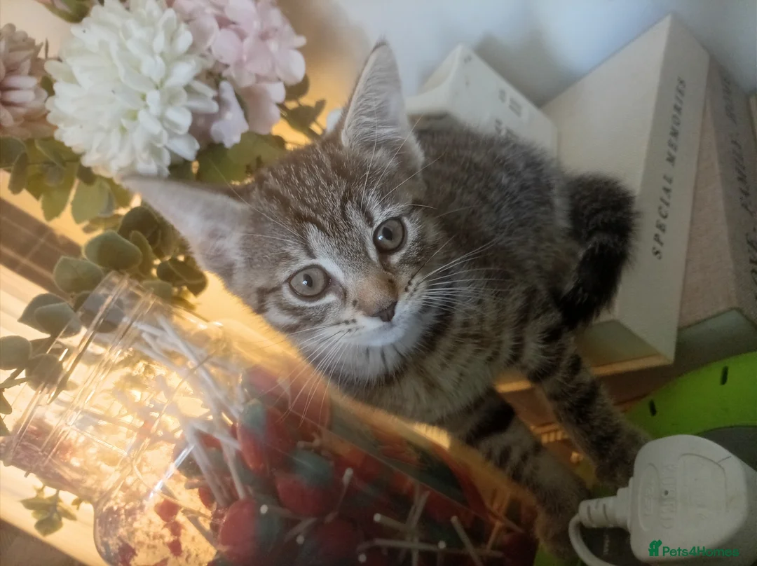 Mixed Breed cats for sale: Lovely Tabby kitten  - Advert 1