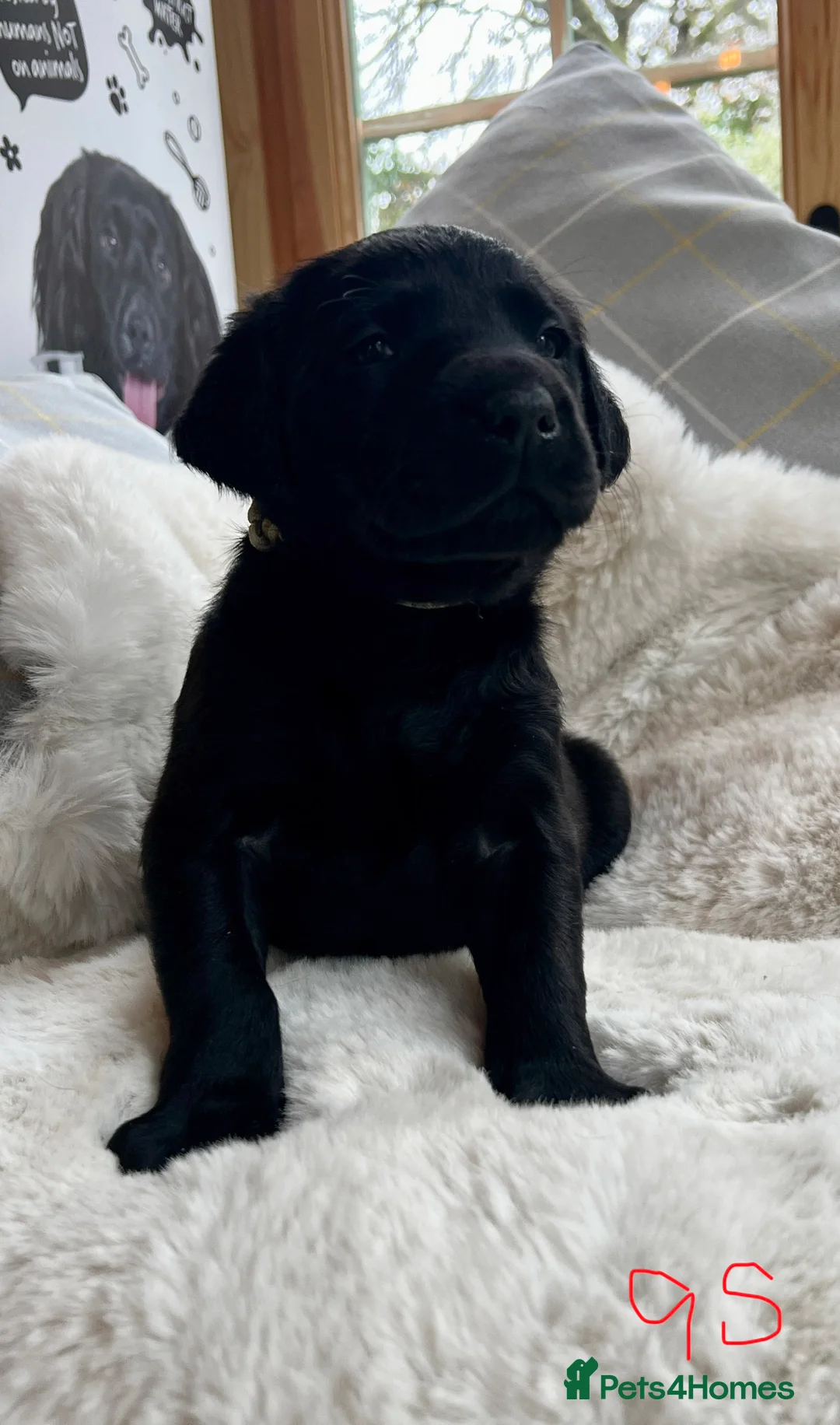 Labrador Retriever dogs for sale: KC black Labradors  - Advert 1