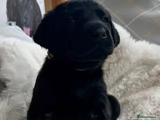 Labrador Retriever dogs KC black Labradors - Advert 6
