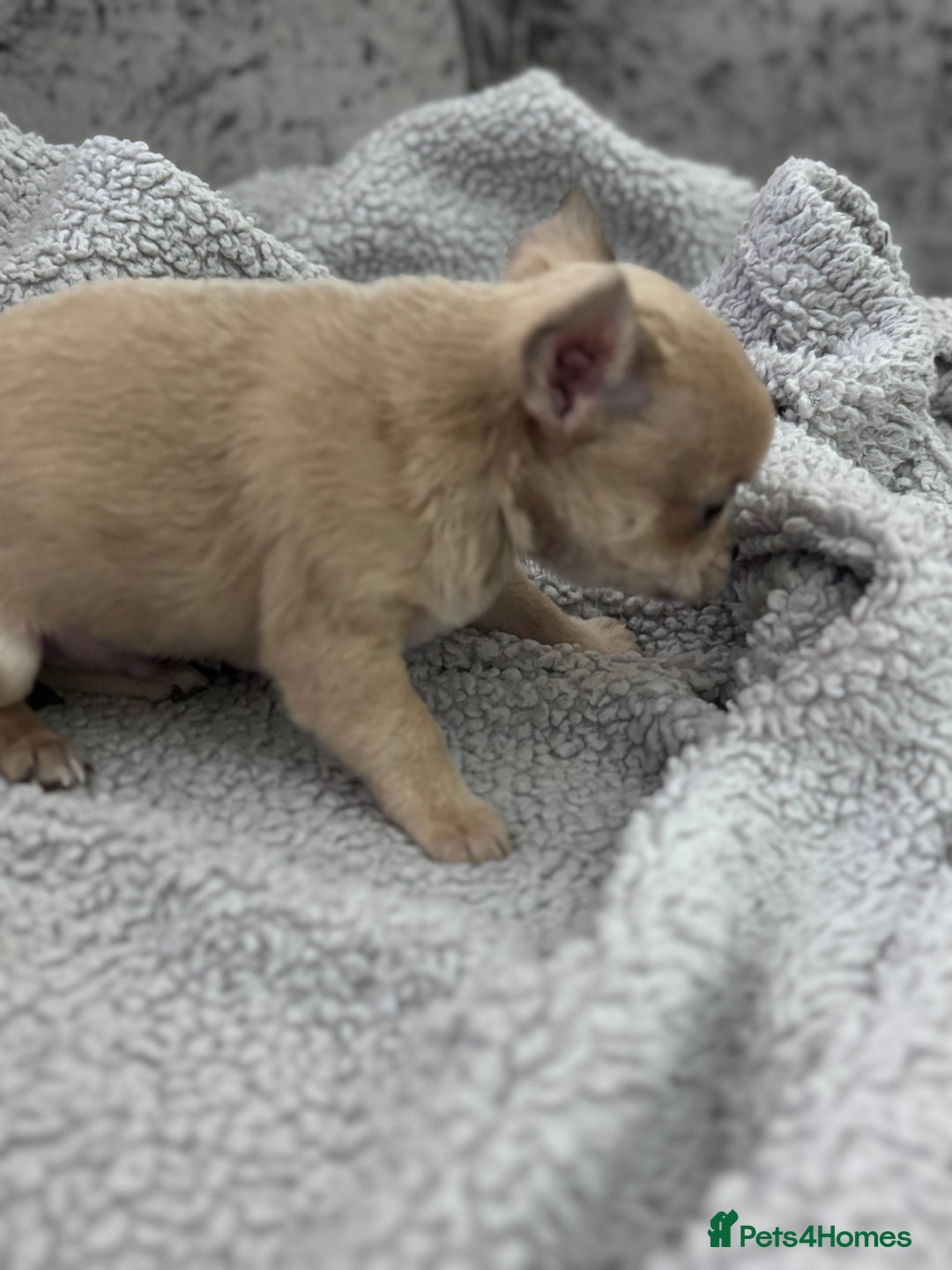 Chihuahua dogs for sale: KCREG Long/Shorthair chihuahua Champ/russian Lines - Advert 27