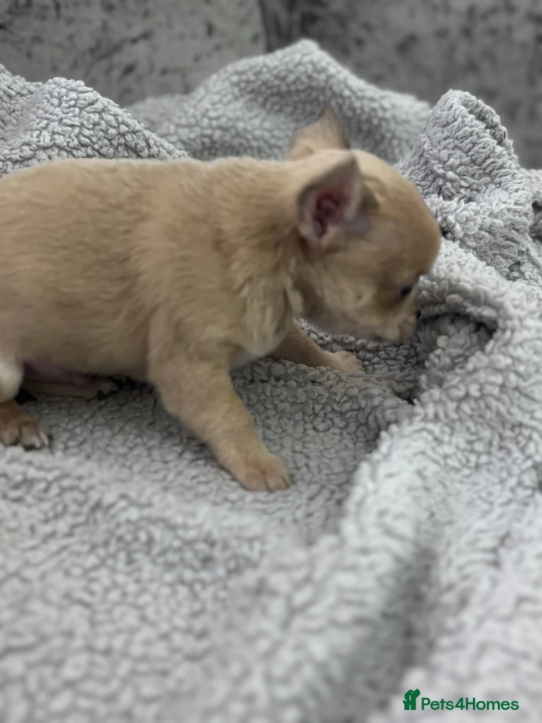 Chihuahua dogs for sale: Last boy KC REG chihuahua Champ/russian READY NOW - Advert 21