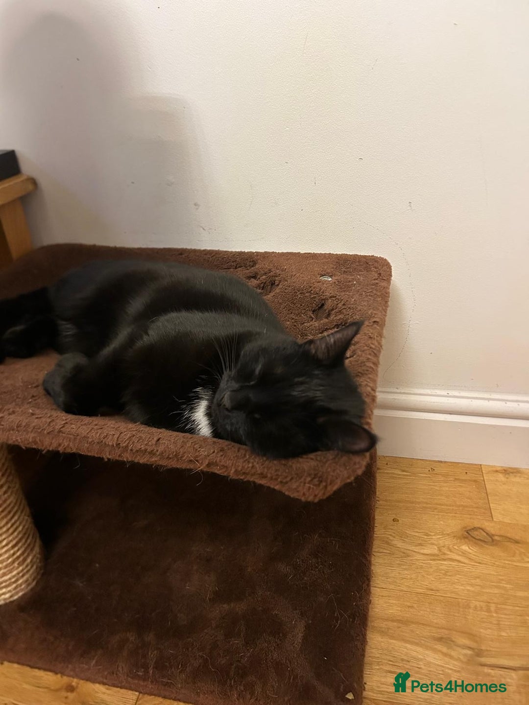 Mixed Breed cats for sale:  **  - Two beautiful twin girls  - Advert 2