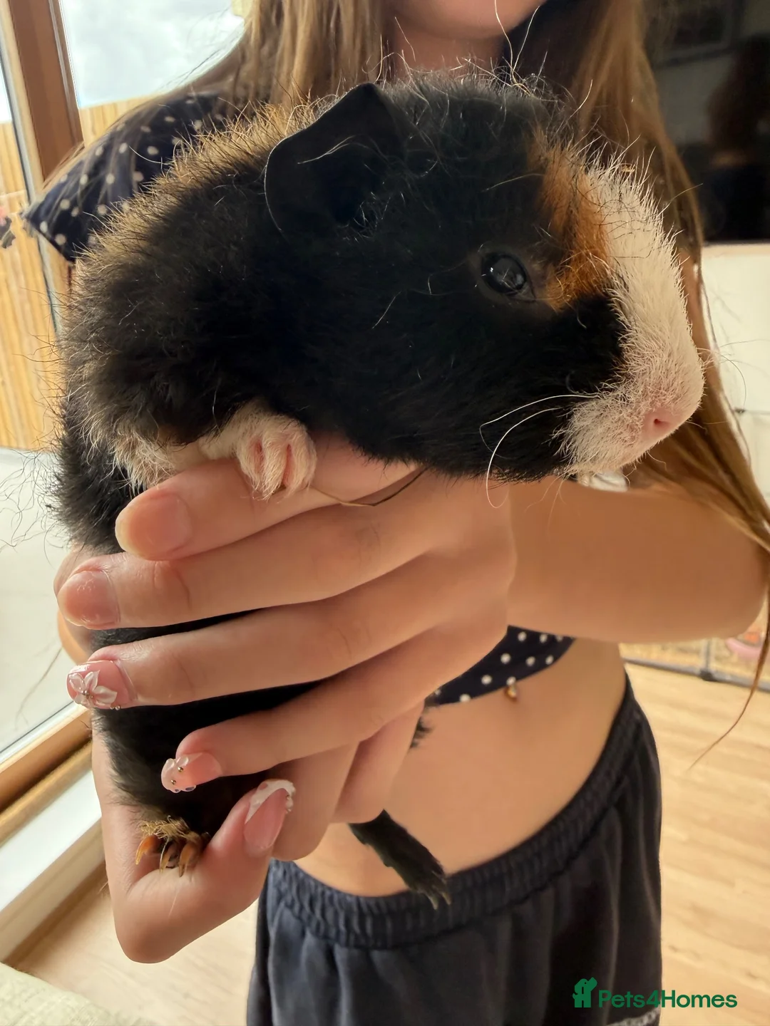Guinea Pig rodents for sale: Baby male guinea pig for sale  in Truro - Advert 5