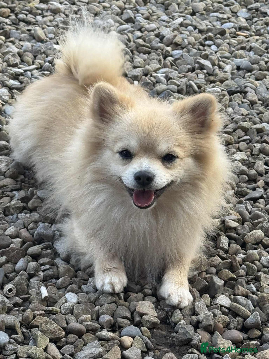 Pomeranian dogs for sale: Black Pomeranian puppies  - Advert 2