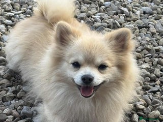 Pomeranian dogs Black Pomeranian puppies - Advert 18