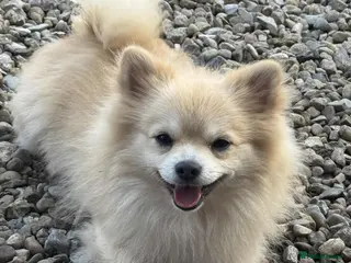 Pomeranian dogs Black Pomeranian puppies - Advert 8