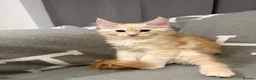 Maine Coon cats for sale: ❤️❤️ONLY ONE LEFT❤️❤️ Maine Coon Kittens for sale - Advert 15