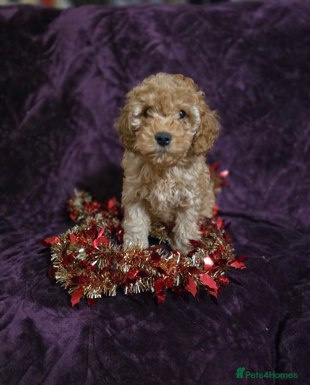 Cavapoo dogs for sale: For sale  - Advert 17