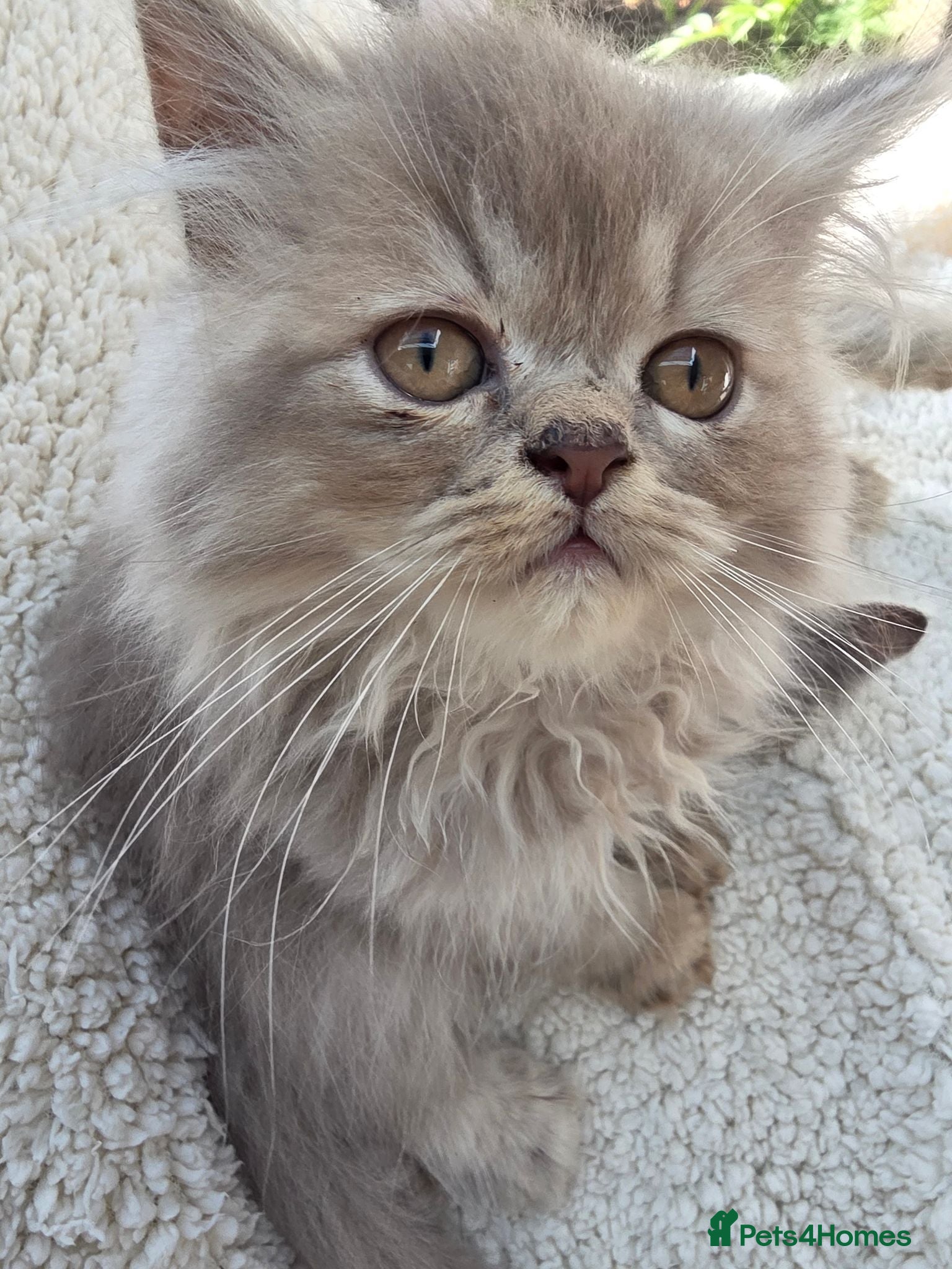 Persian cats Lilac Persian Kittens Ready to Leave Now - Advert 2
