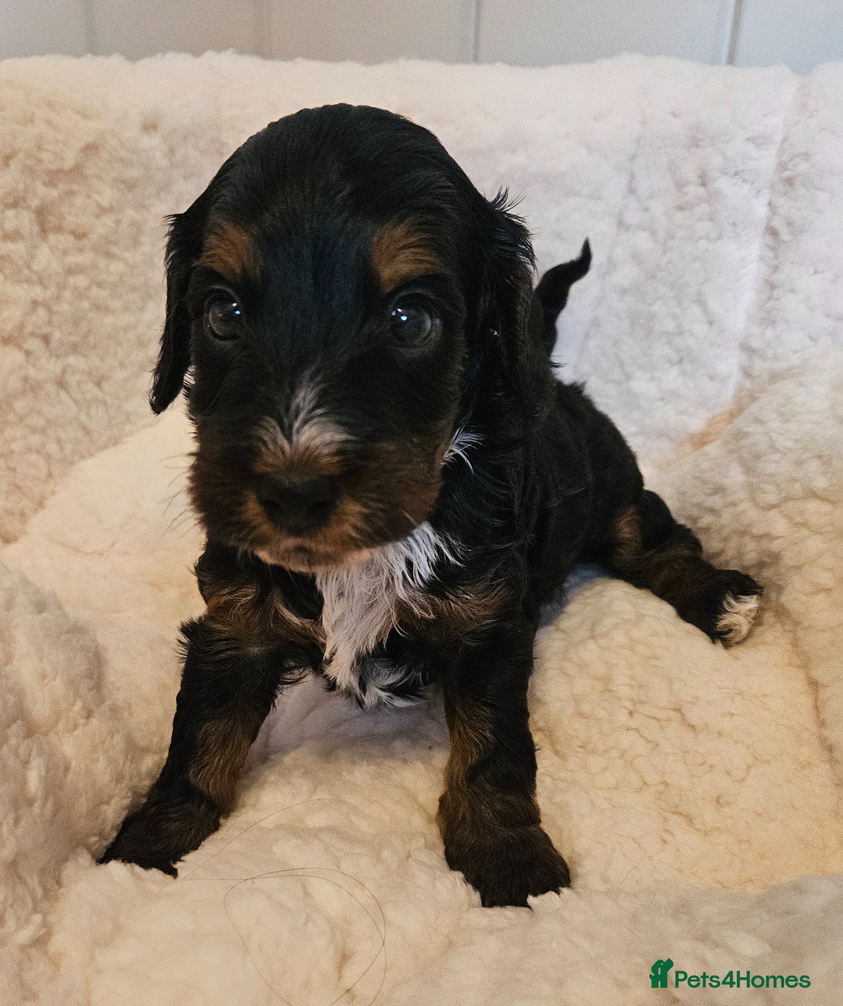 Cockapoo dogs Licensed insured breeder! Show-type cockapoo boys - Advert 2