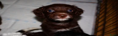 Cockapoo 1