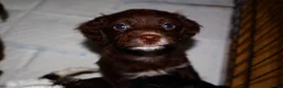 Cockapoo dogs for sale: Cockapoo pups - Advert 4