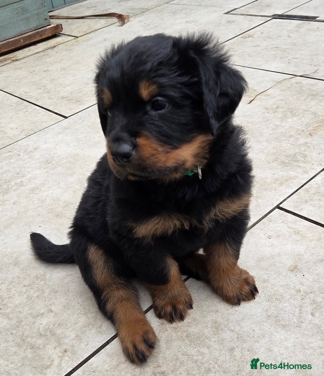 Rottweiler dogs for sale:  Long haired (fluffweilers ) last girl  - Image 4